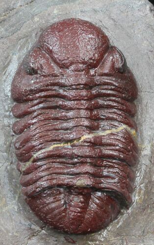 Red Barrandeops Trilobite - Hmar Laghdad, Morocco #39845
